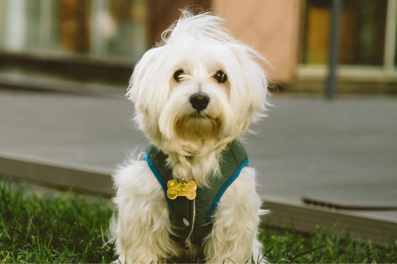 Mini-prêts et prêts rapides : pourquoi sont-ils réellement destructeurs pour un consommateur ?