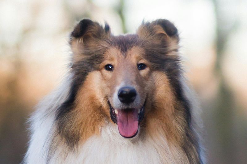 Refus de prêt à cause du crédit : comprendre, corriger et rebondir sans rester bloqué