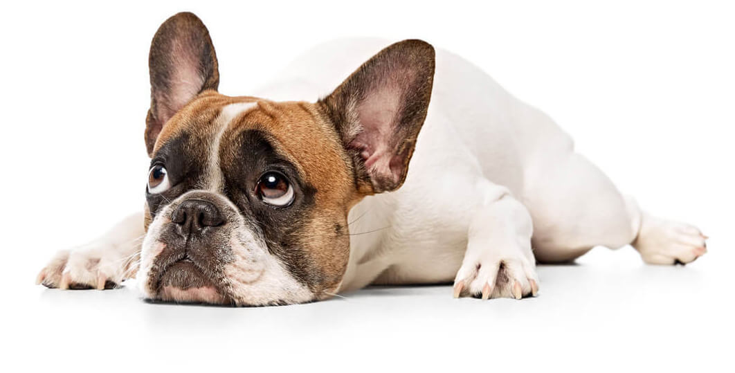 dévoué à la correction des dossiers de crédit